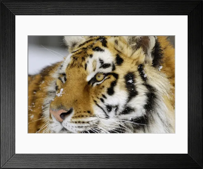 Framed Print : Siberian Tiger / Amur Tiger CXA0627 Framed Print : Siberian Tiger / Amur Tiger CXA0627