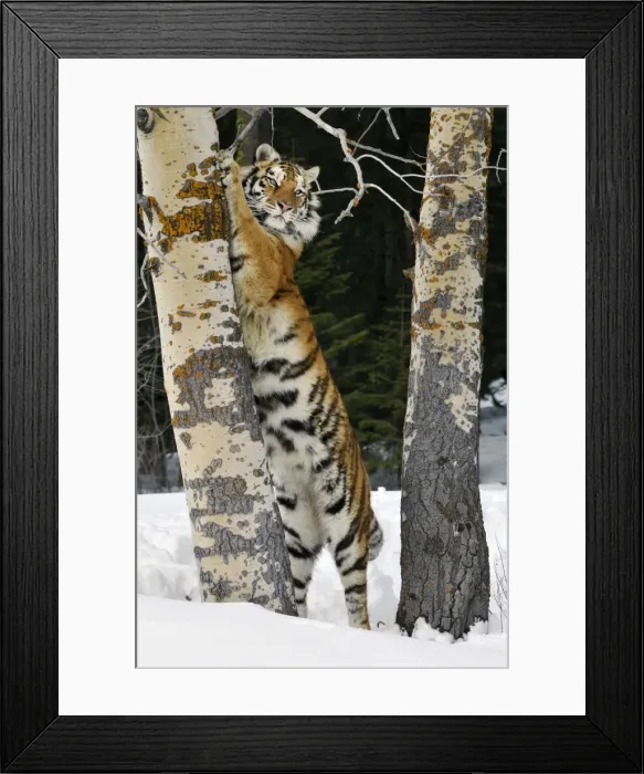 Framed Print : Siberian Tiger / Amur Tiger - marking tree with claws in winter snow. C3A2591 Framed Print : Siberian Tiger / Amur Tiger - marking tree with claws in winter snow. C3A2591