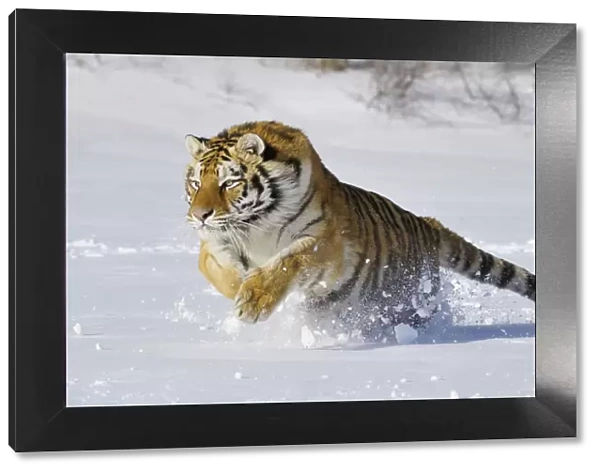 Siberian Tiger  /  Amur Tiger - in winter snow C3A2292