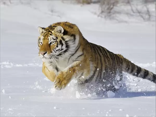 Siberian Tiger  /  Amur Tiger - in winter snow C3A2292