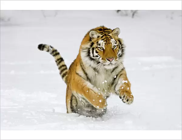Siberian Tiger  /  Amur Tiger - in winter snow. C3A2373