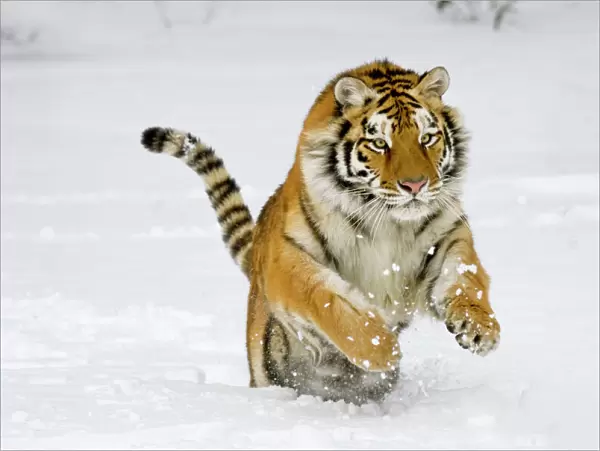 Siberian Tiger  /  Amur Tiger - in winter snow. C3A2373