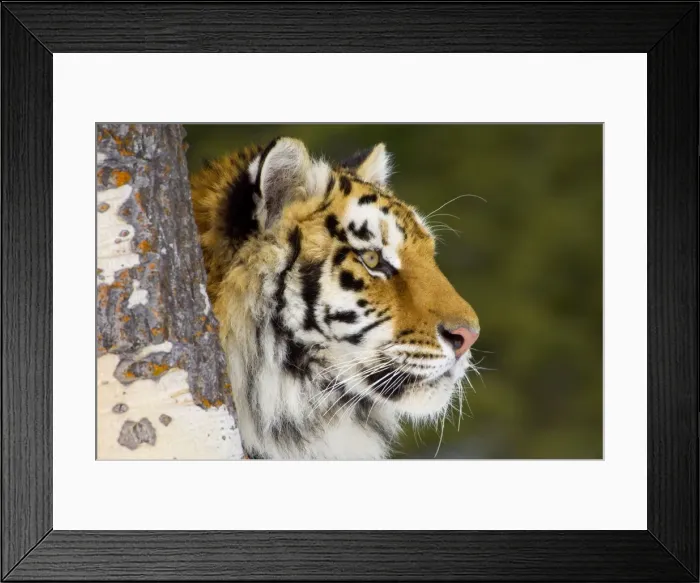 Framed Print : Siberian Tiger / Amur Tiger - in winter snow. CZA0946 Framed Print : Siberian Tiger / Amur Tiger - in winter snow. CZA0946