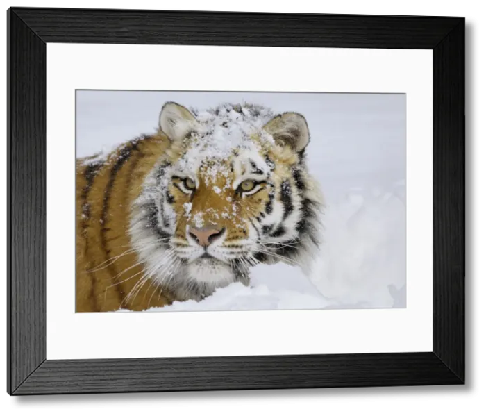 Framed Print : Siberian Tiger or Amur Tiger CXA0648 Framed Print : Siberian Tiger or Amur Tiger CXA0648