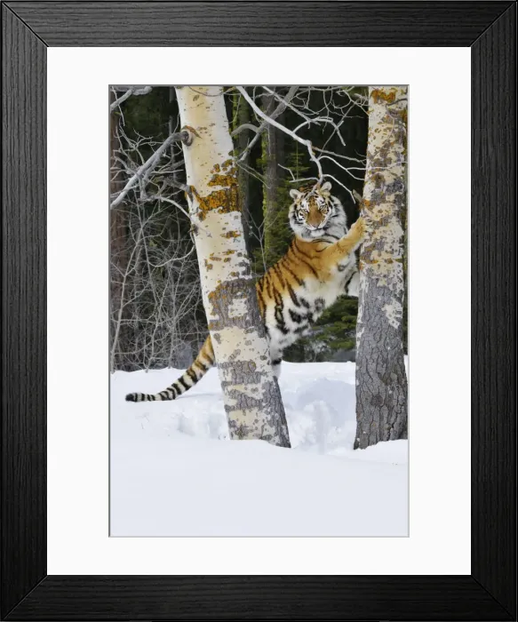 Framed Print : Siberian Tiger / Amur Tiger - marking tree with claws in winter snow. C3A2442 Framed Print : Siberian Tiger / Amur Tiger - marking tree with claws in winter snow. C3A2442