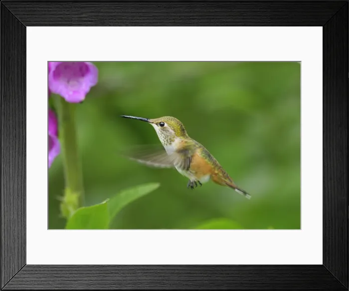 Framed Print : Rufous Hummingbird - immature or female feeding on foxglove flowers, Pacific Northwest. June. C3B2451 Framed Print : Rufous Hummingbird - immature or female feeding on foxglove flowers, Pacific Northwest. June. C3B2451