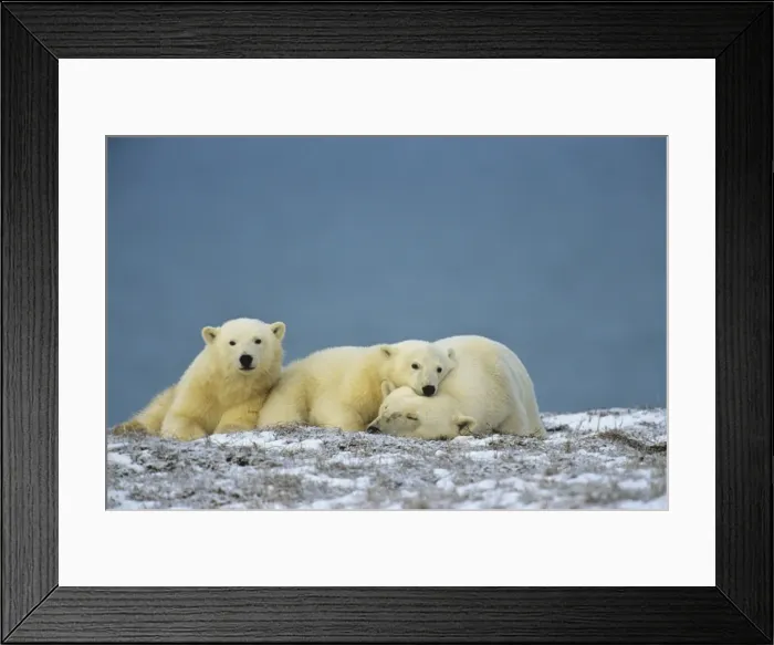 Framed Print : Polar Bears - sow with cubs - resting along the Beaufort Sea coast, Arctic National Wildlife Refuge, Alaska. MA2089 Framed Print : Polar Bears - sow with cubs - resting along the Beaufort Sea coast, Arctic National Wildlife Refuge, Alaska. MA2089