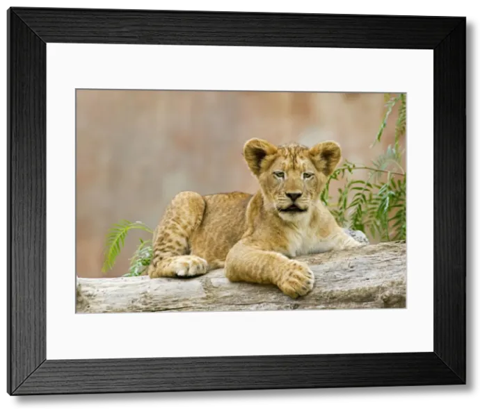 Framed Print : African Lion (Panthera leo) Framed Print : African Lion (Panthera leo)