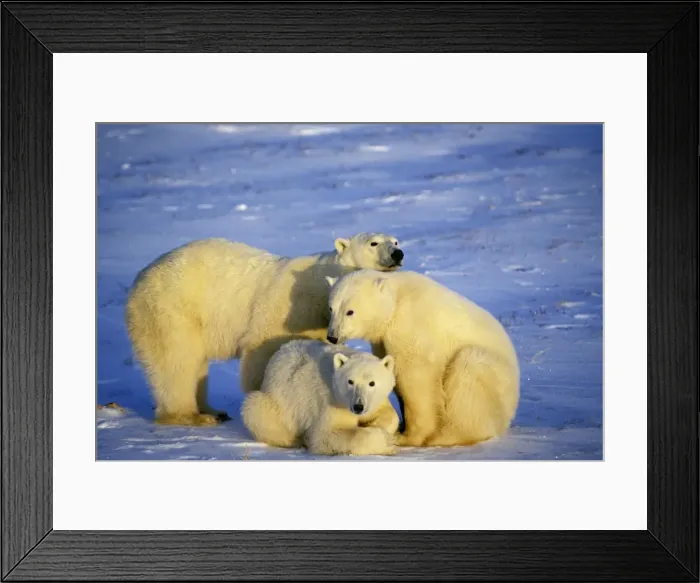 Framed Print : Polar bear - sow with two year old cubs. MA660 Framed Print : Polar bear - sow with two year old cubs. MA660