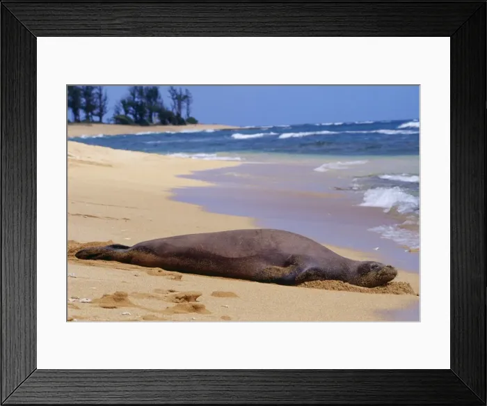 Framed Print : Hawaiian Monk Seal - resting on beach. Kauai, Hawaii Framed Print : Hawaiian Monk Seal - resting on beach. Kauai, Hawaii