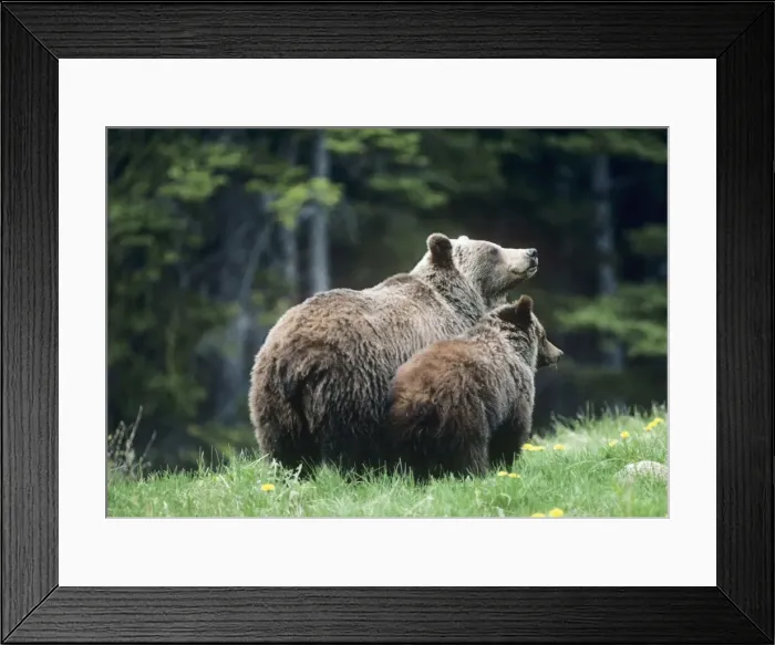 Framed Print : Grizzly Bear - sow with cub Northern Rockies, Canada Framed Print : Grizzly Bear - sow with cub Northern Rockies, Canada