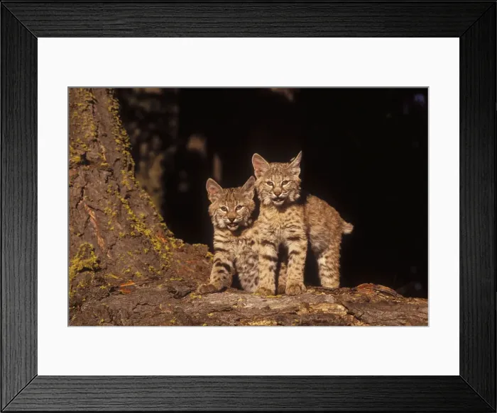 Framed Print : Bobcat Kittens Framed Print : Bobcat Kittens