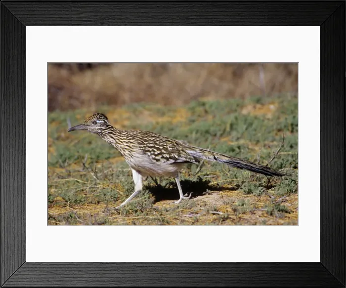 Framed Print : Greater Roadrunner Bosque del Apache, National Wildlife Reserve, New Mexico Framed Print : Greater Roadrunner Bosque del Apache, National Wildlife Reserve, New Mexico