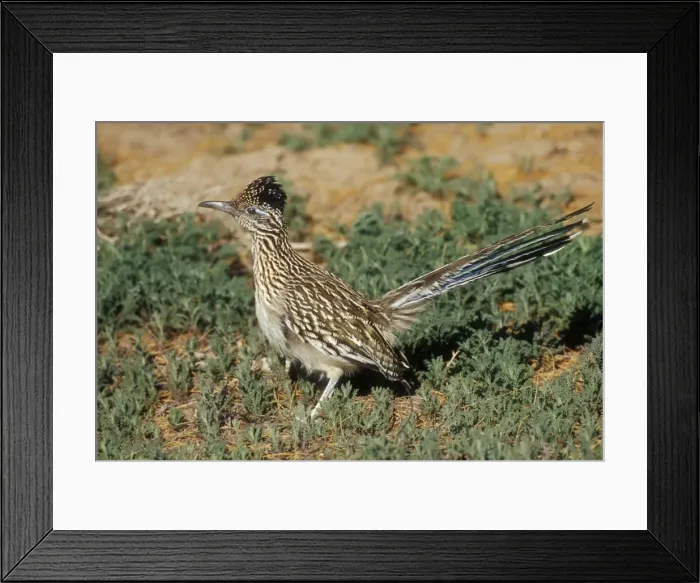 Framed Print : Greater Roadrunner Bosque del Apache, National Wildlife Refuge, New Mexico Framed Print : Greater Roadrunner Bosque del Apache, National Wildlife Refuge, New Mexico