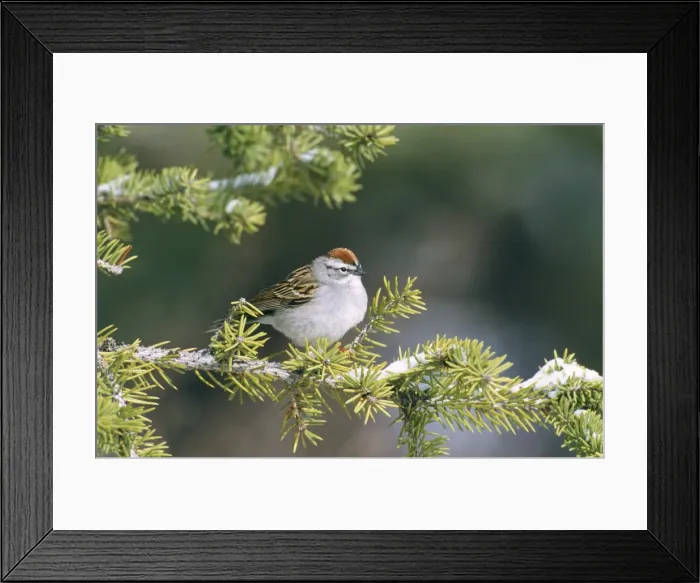 Framed Print : Chipping Sparrow Western USA Framed Print : Chipping Sparrow Western USA