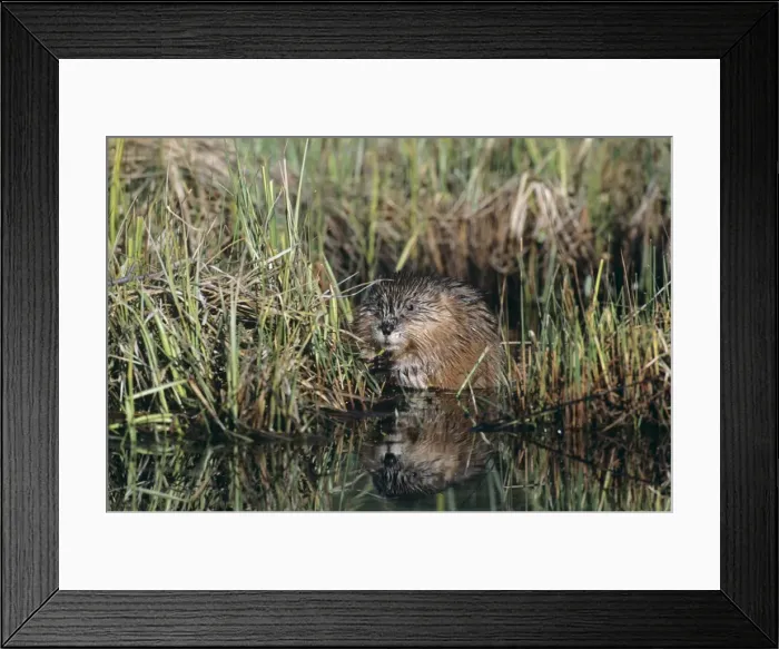 Framed Print : Muskat Western USA Framed Print : Muskat Western USA