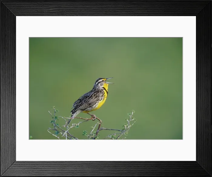 Framed Print : Western Meadowlark Montana, USA Framed Print : Western Meadowlark Montana, USA