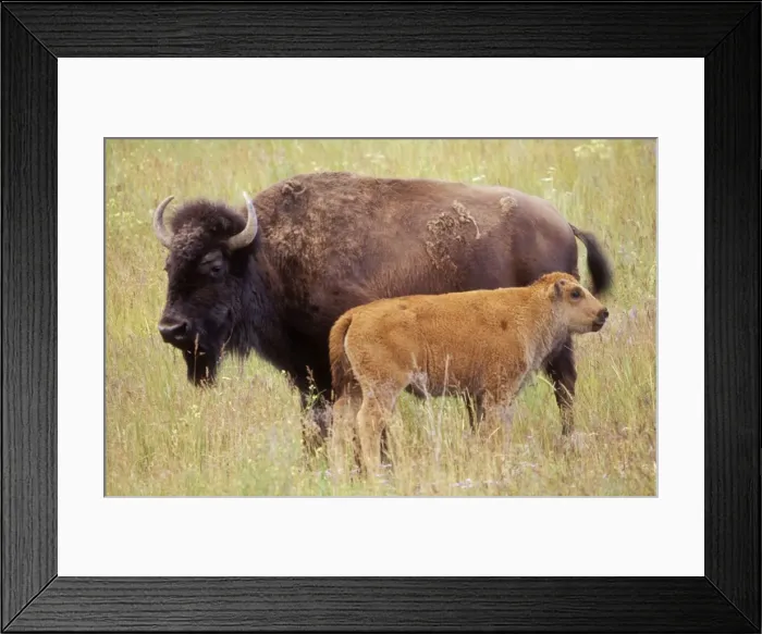 Framed Print : Bison Cow & Calf, national Bison Range, Montana, USA Framed Print : Bison Cow & Calf, national Bison Range, Montana, USA