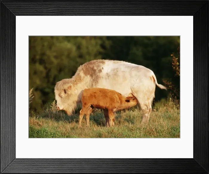Framed Print : Bison Albino cow nursing calf, Western USA Framed Print : Bison Albino cow nursing calf, Western USA