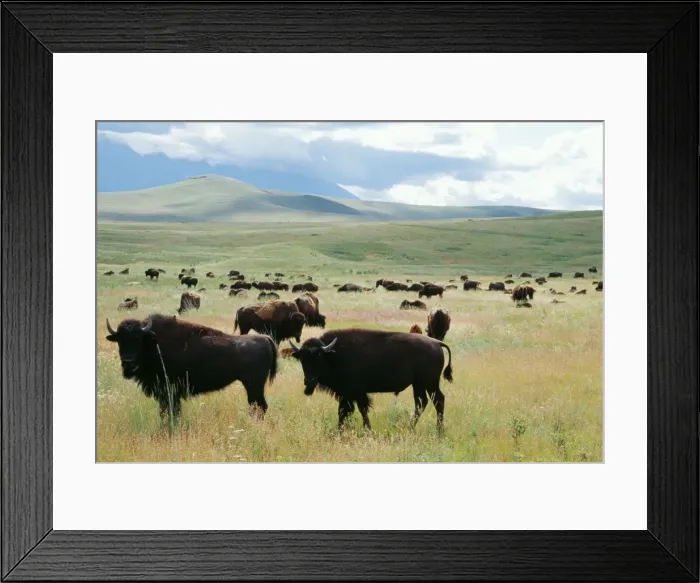 Framed Print : Bison Herd, National Bison Range, Montana, USA Framed Print : Bison Herd, National Bison Range, Montana, USA