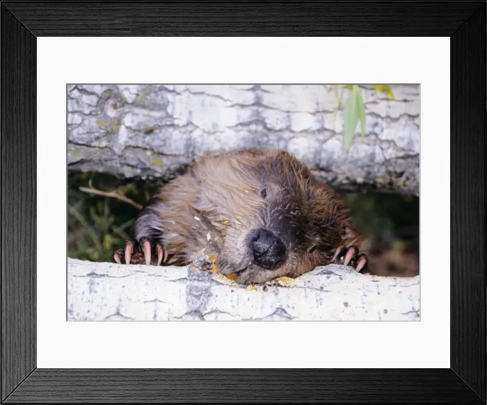 Framed Print : Beaver - Gnawing Autumn, Western USA Framed Print : Beaver - Gnawing Autumn, Western USA