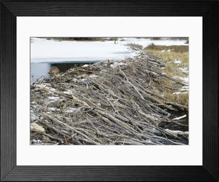 Framed Print : Beaver In water, near dam November Wyoming, USA Framed Print : Beaver In water, near dam November Wyoming, USA