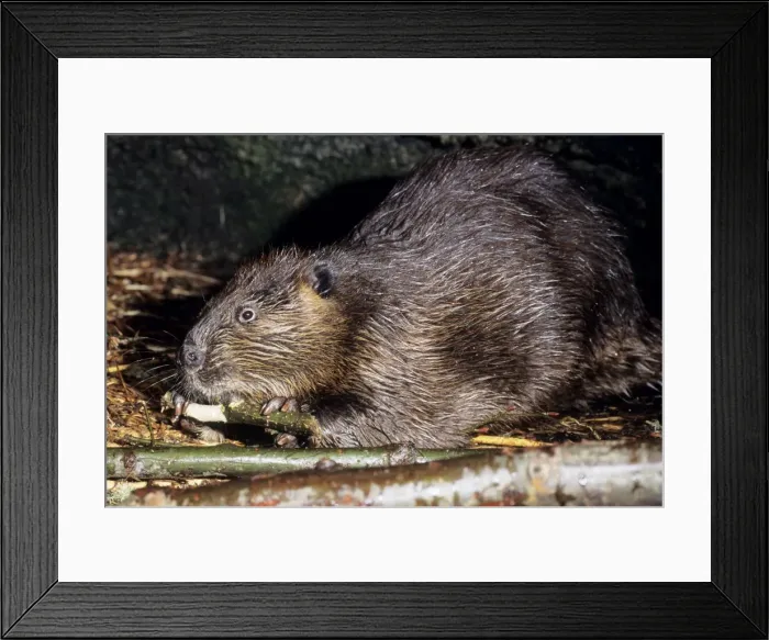 Framed Print : Beaver Washington, USA Framed Print : Beaver Washington, USA