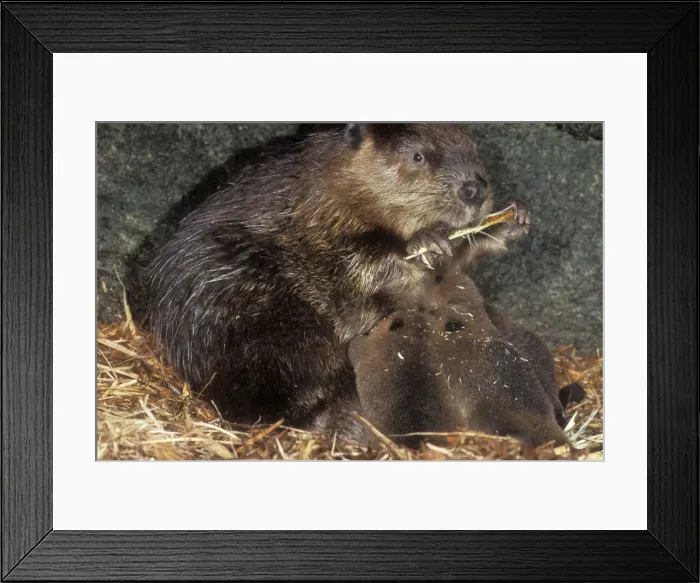Framed Print : Beaver Mother & kits inside lodge Framed Print : Beaver Mother & kits inside lodge