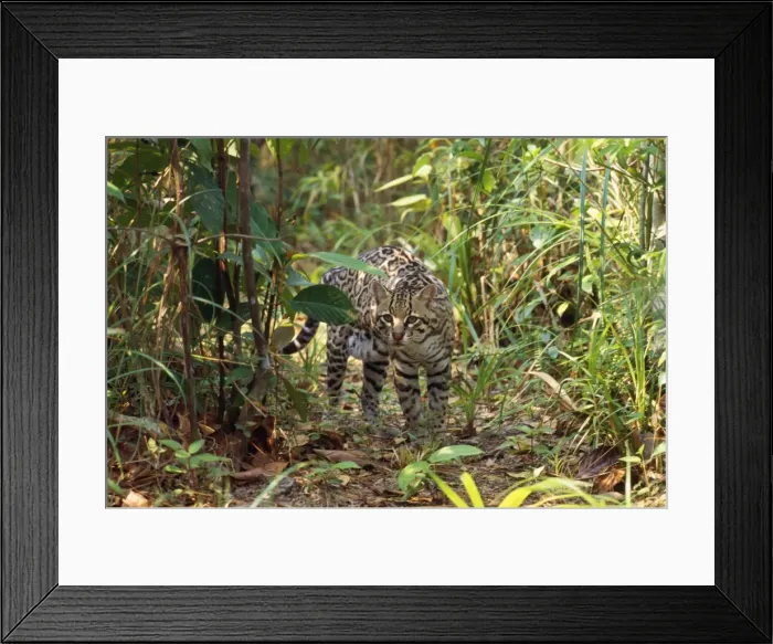 Framed Print : Ocelot Belize Latin formerly: Leopardus pardalis Framed Print : Ocelot Belize Latin formerly: Leopardus pardalis