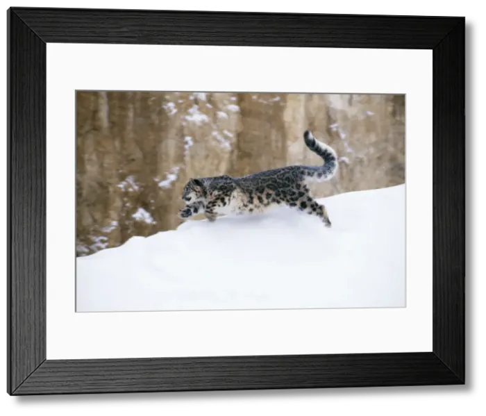 Framed Print : Snow Leopard Endangered species Framed Print : Snow Leopard Endangered species