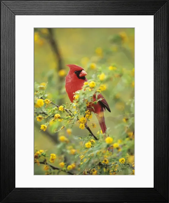 Framed Print : Northern Cardinal Male in huisache tree, March. Texas, USA Framed Print : Northern Cardinal Male in huisache tree, March. Texas, USA
