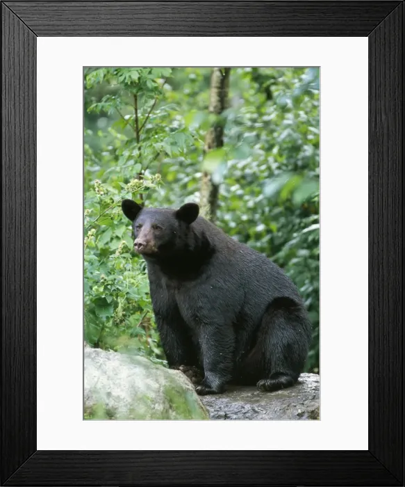 Framed Print : American Black Bear Minnesota, USA Framed Print : American Black Bear Minnesota, USA