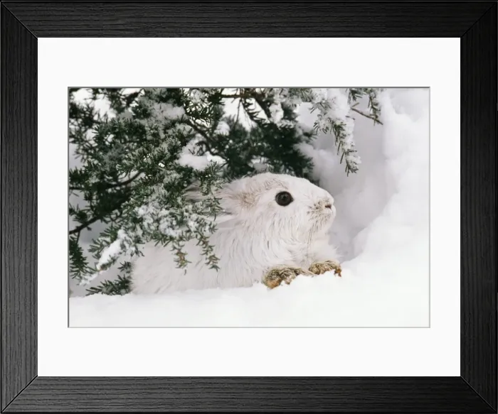 Framed Print : Snowshoe / Varying Hare Winter, British Columbia, Canada Framed Print : Snowshoe / Varying Hare Winter, British Columbia, Canada