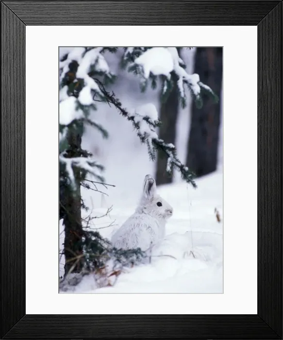Framed Print : Snowshoe / Varying Hare British Columbia. Winter Framed Print : Snowshoe / Varying Hare British Columbia. Winter
