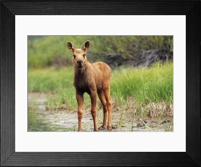 Framed Print : Moose - calf Wyoming, USA Framed Print : Moose - calf Wyoming, USA