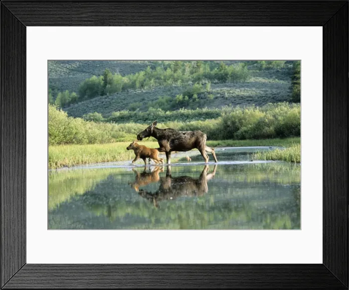Framed Print : Moose - cow & calf Wyoming, USA Framed Print : Moose - cow & calf Wyoming, USA