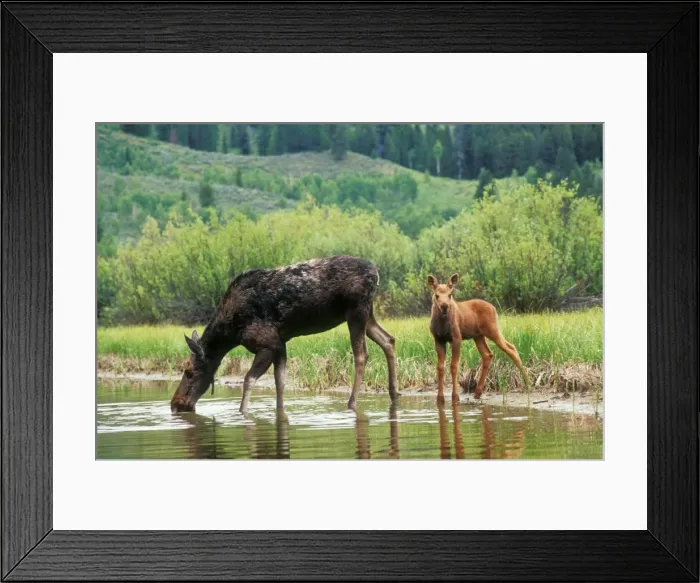 Framed Print : Moose Cow & calf. Wyoming, USA Framed Print : Moose Cow & calf. Wyoming, USA