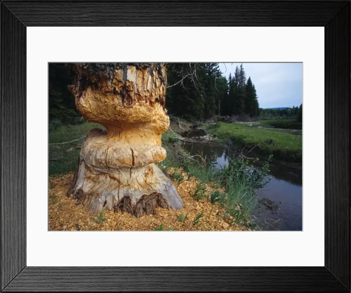 Framed Print : Beaver - chewed Cottonwood Tree Grand Teton National Park, Wyoming, USA