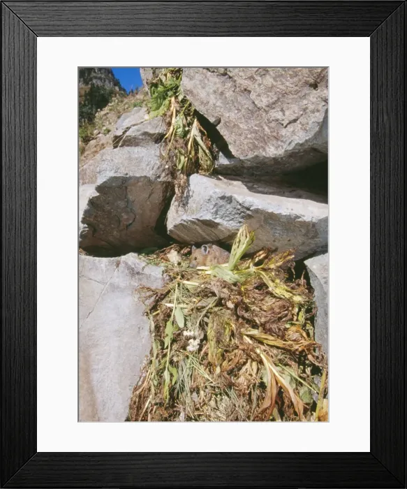 Framed Print : Pika With haypile Mount Rainier NP National Park, Washington, USA Framed Print : Pika With haypile Mount Rainier NP National Park, Washington, USA