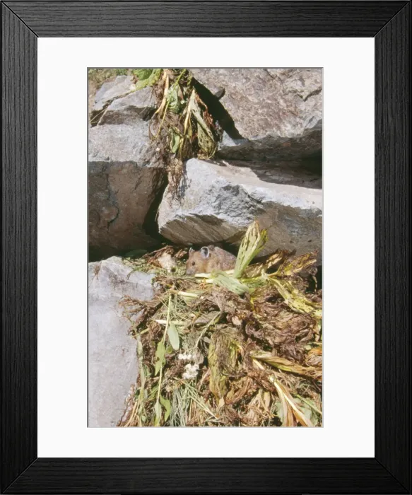 Framed Print : Pika With haypile Mount Rainier NP National Park, Washington, USA Framed Print : Pika With haypile Mount Rainier NP National Park, Washington, USA