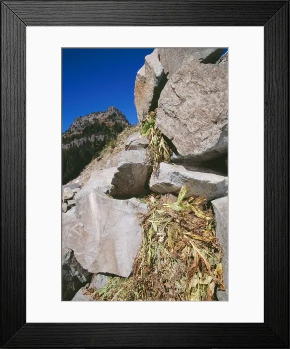 Framed Print : Pika With haypile Mount Rainier NP National Park, Washington, USA Framed Print : Pika With haypile Mount Rainier NP National Park, Washington, USA