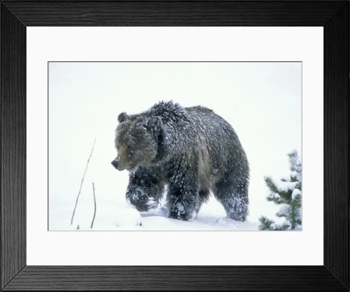 Framed Print : Grizzly Bear walking through early spring snowstorm. Wyoming. May Framed Print : Grizzly Bear walking through early spring snowstorm. Wyoming. May