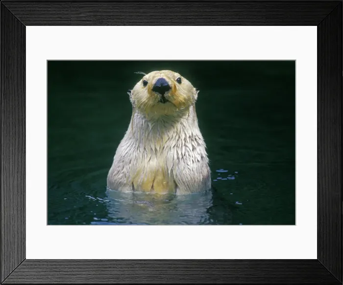Framed Print : Sea Otter - Close up of head as it appears from water. Mo389