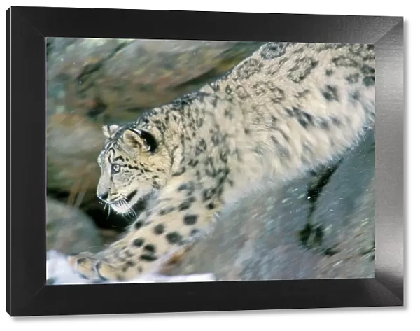 Snow Leopard - Endangered Species, pouncing from rocks into snow, 4MR1262