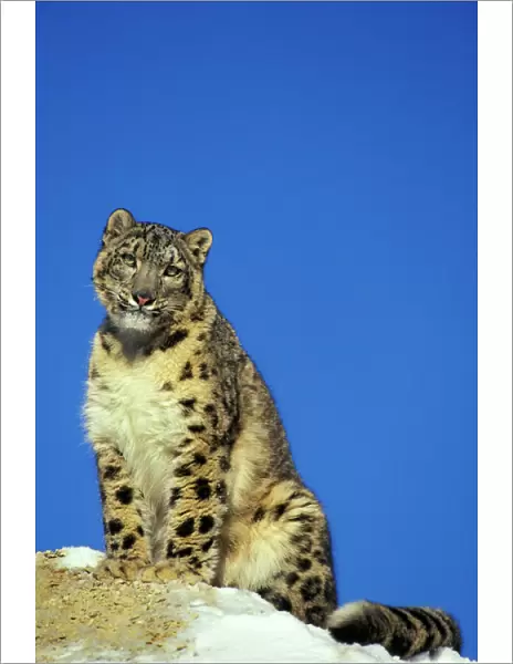 Snow Leopard - Sitting on snow covered rock against blue sky. 4MR336