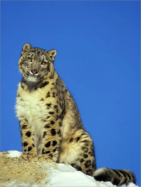 Snow Leopard - Sitting on snow covered rock against blue sky. 4MR336