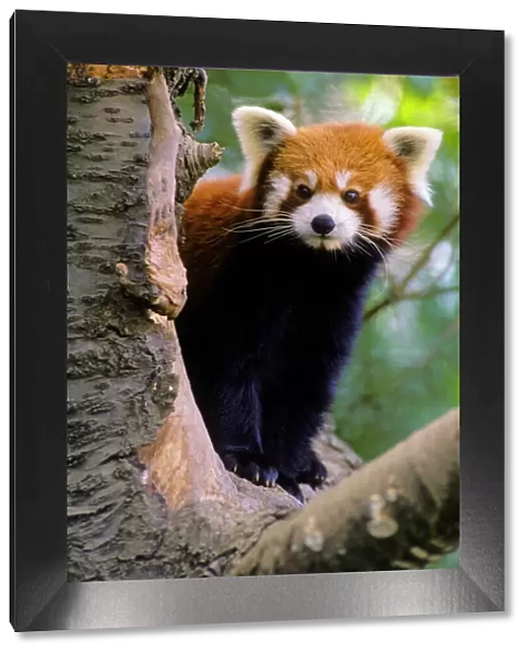Red / Lesser Panda - Peering round tree branch, 4Mu80