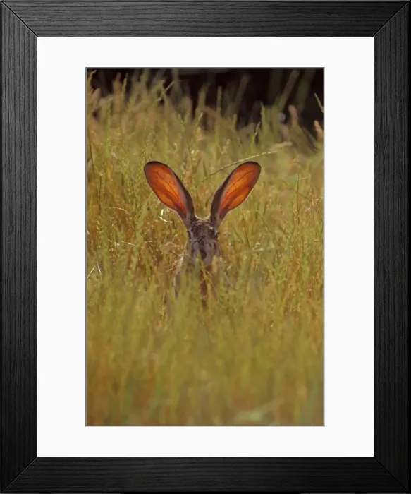 Framed Print : Black-tailed Jackrabbit - the blood through the ears help the jackrabbit regulate its body temperature. Mh210. California, USA