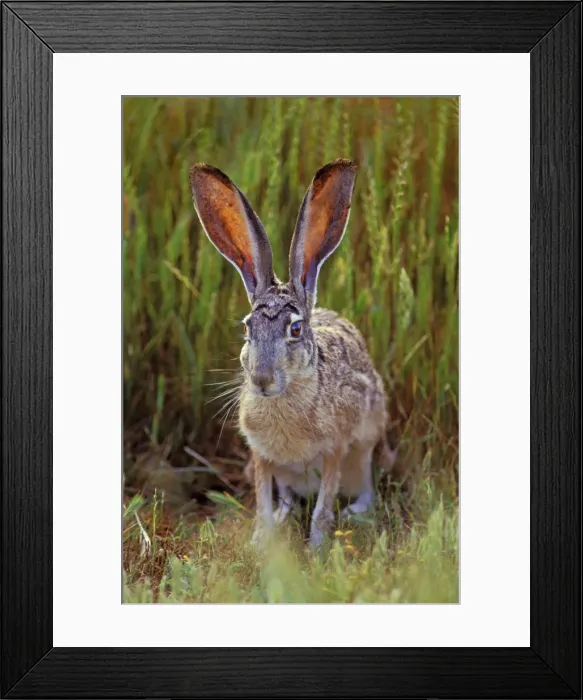 Framed Print : Black-tailed Jackrabbit - In Grass. Mh207 California, USA Framed Print : Black-tailed Jackrabbit - In Grass. Mh207 California, USA