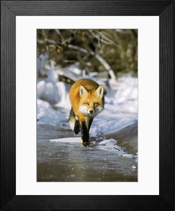 Framed Print : Red fox - trotting along edge of frozen lake, November Framed Print : Red fox - trotting along edge of frozen lake, November